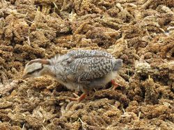 2 jours à Kashigaon